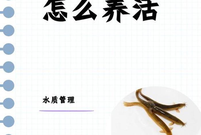 泥鳅生活条件 泥鳅生活条件是什么