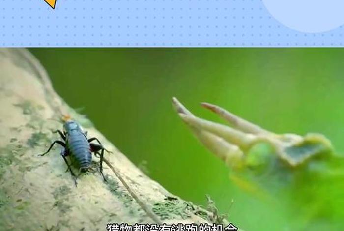 变色龙在哪里生活、变色龙生活在哪里喜欢吃什么 变色龙在哪里生活、变色龙生活在哪里喜欢吃什么