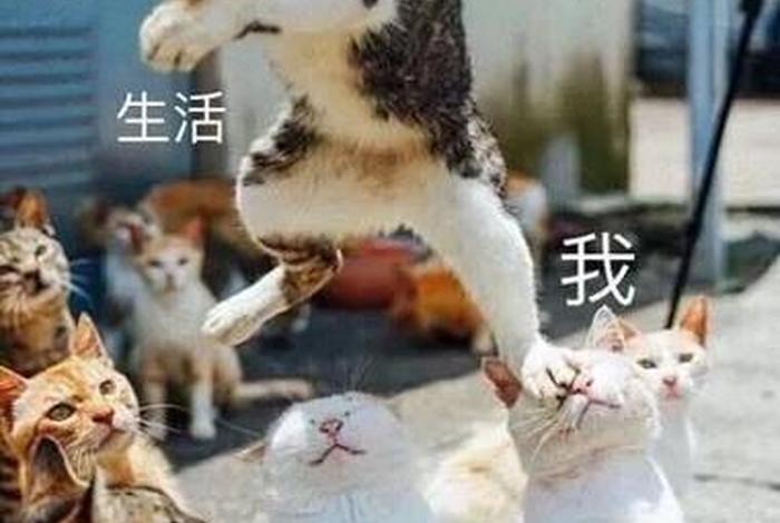 生活啊表情包、生活表情包可爱 生活啊表情包、生活表情包可爱