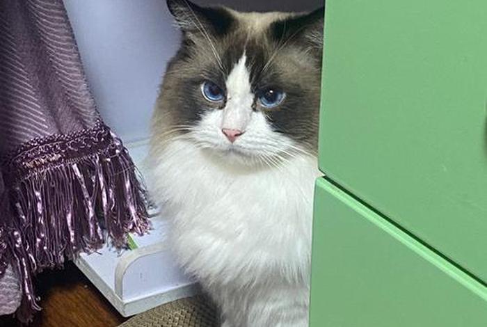 爱猫生活小组入组暗号、爱猫生活小组审核要多久