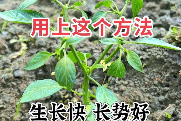 茄子生活力 - 茄子生长过旺怎么处理 茄子生活力 - 茄子生长过旺怎么处理