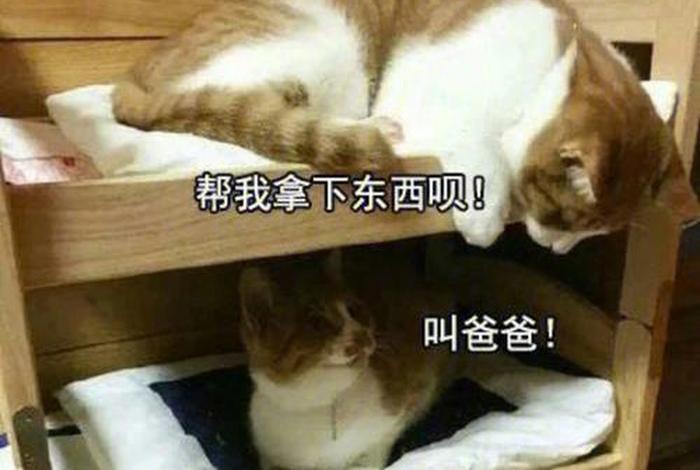 大学寝室生活日常段子;大学宿舍生活搞笑段子 大学寝室生活日常段子;大学宿舍生活搞笑段子