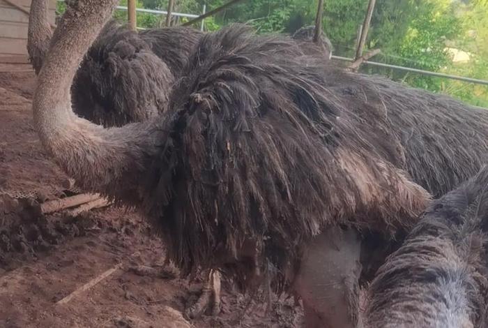 鸵鸟生活环境,鸵鸟生存的环境是什么 鸵鸟生活环境,鸵鸟生存的环境是什么