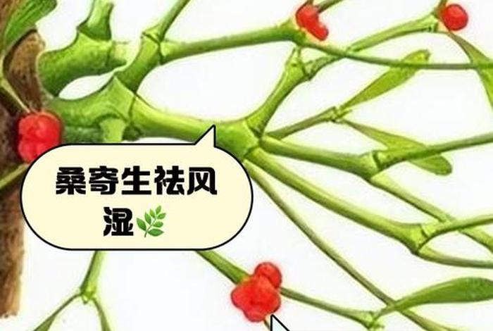 寄生生活与寄生的区别;寄生生活建立的条件是什么? 寄生生活与寄生的区别;寄生生活建立的条件是什么?