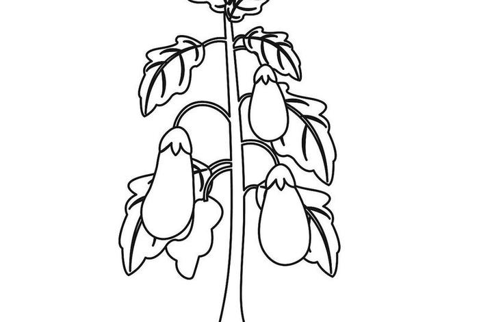 茄子生活环境 - 茄子的生长环境简笔画 茄子生活环境 - 茄子的生长环境简笔画