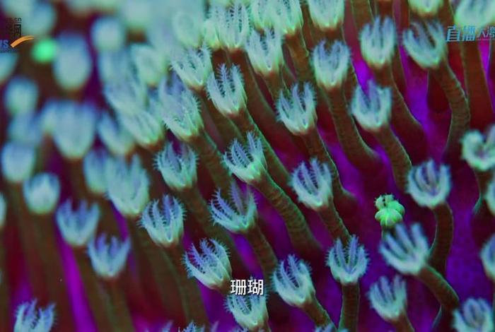珊瑚生活视频；珊瑚的视频