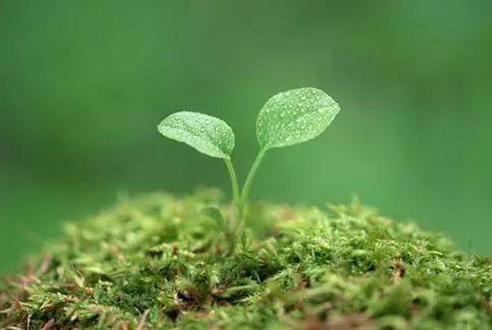 绿色生活低碳环保3分钟演讲（绿色低碳环保演讲稿一分半钟）