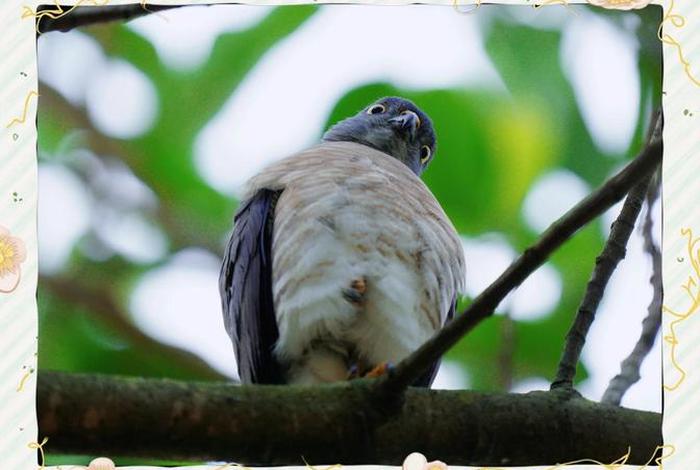 鹰主要生活在哪里，鹰主要生活在什么地方
