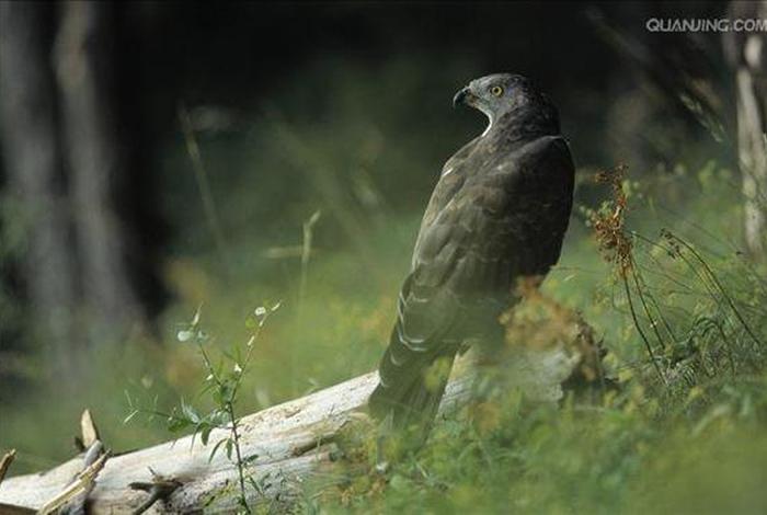 鹰的生长全过程纪录片,鹰的成长过程分为几个阶段 鹰的生长全过程纪录片,鹰的成长过程分为几个阶段