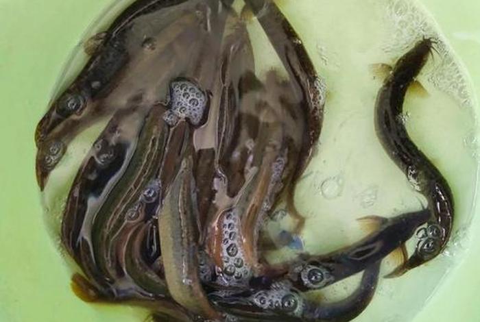 泥鳅生活温度;泥鳅最低温度多少能存活 泥鳅生活温度;泥鳅最低温度多少能存活