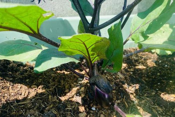 茄子生活照（茄子本人）