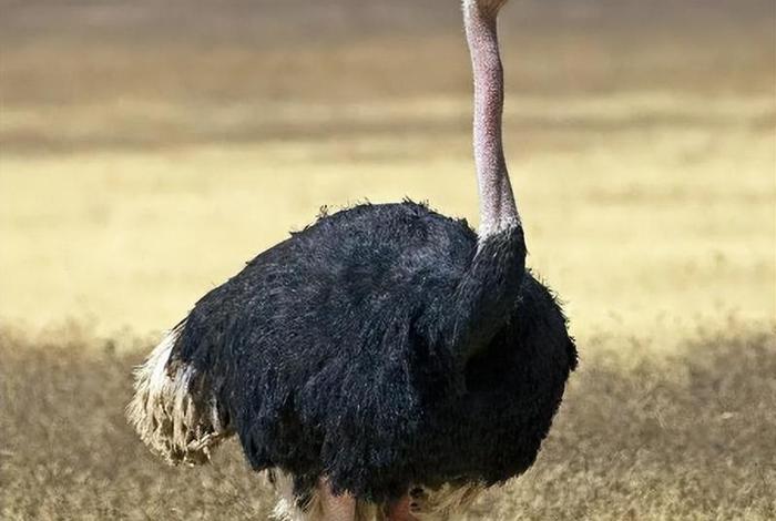 鸵鸟生活在哪;鸵鸟一般生活在哪里 鸵鸟生活在哪;鸵鸟一般生活在哪里