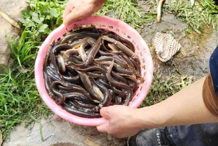 泥鳅生活在哪里;泥鳅生活在哪里呀 泥鳅生活在哪里;泥鳅生活在哪里呀