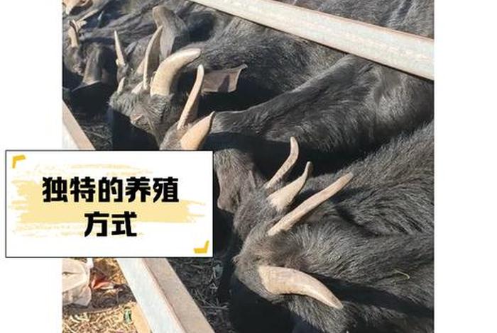 羊的生活习性是什么、羊的生活特点是什么 羊的生活习性是什么、羊的生活特点是什么