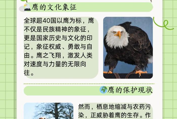 鹰的生活环境在哪里 鹰主要生活在哪里 鹰的生活环境在哪里 鹰主要生活在哪里