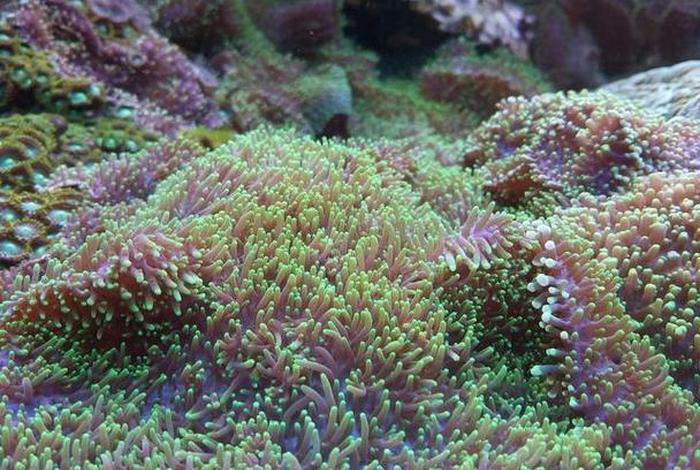 珊瑚生活在哪里（珊瑚生活在什么地方）