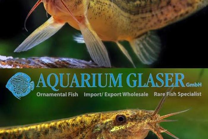 泥鳅的生存能力强吗 泥鳅的生命力顽强吗