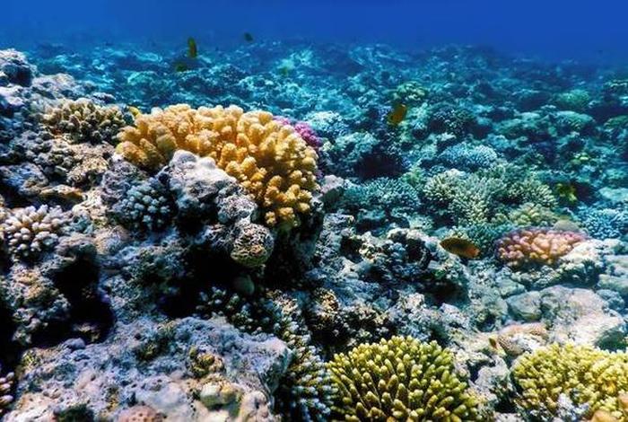 珊瑚生活记(珊瑚生活在什么地方) 珊瑚生活记(珊瑚生活在什么地方)