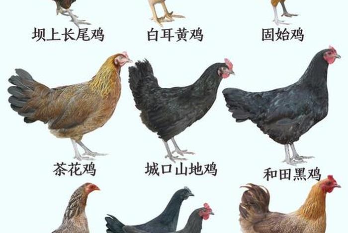 鸡的生活习性是什么,鸡的生活特点 鸡的生活习性是什么,鸡的生活特点