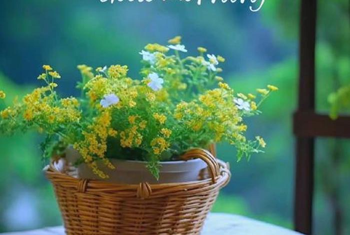 早安生活文案 - 早安生活文案图片