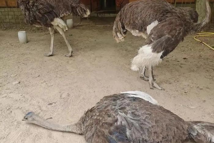 鸵鸟生活在哪两洲 - 鸵鸟生活在哪个州