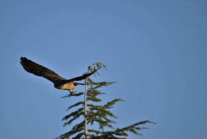 鹰的生长生活 鹰的生长过程图 鹰的生长生活 鹰的生长过程图