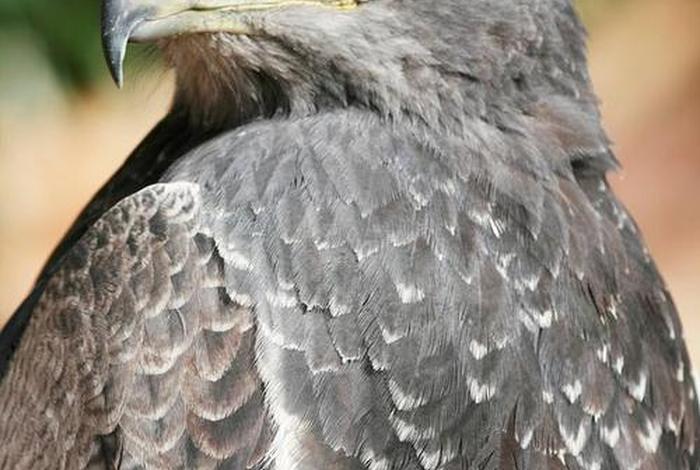 鹰的生活习性 鹰主要生活在哪里 鹰的生活习性 鹰主要生活在哪里