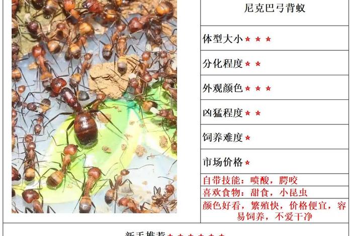 蚂蚁的生活习性、蚂蚁的生活特征简单介绍