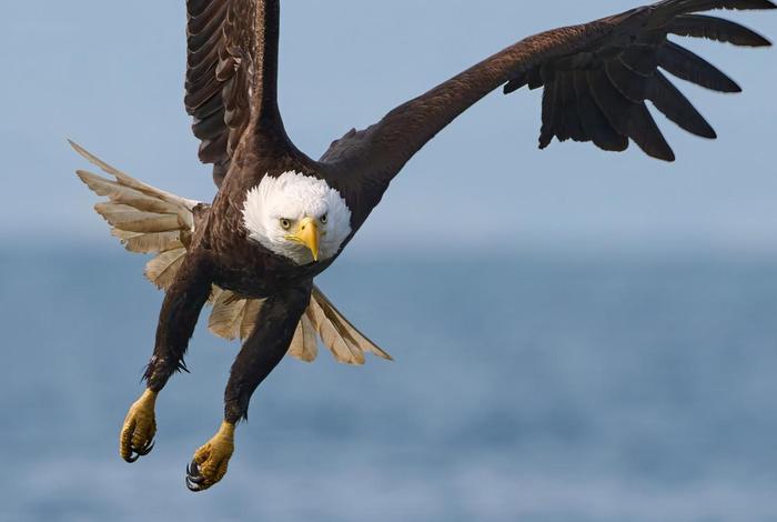 鹰的生活环境;鹰主要生活在哪里 鹰的生活环境;鹰主要生活在哪里