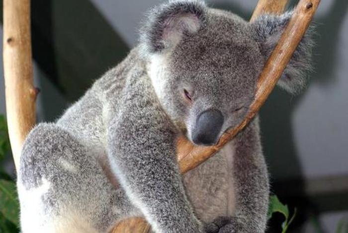 考拉生活啥意思 - 考拉生活在哪个国家？