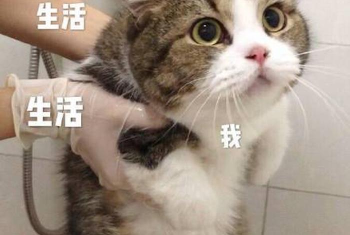 生活表情包带字图片；生活表情包带字图片可爱