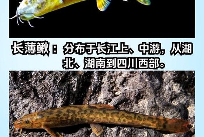 泥鳅生活习性(泥鳅的特性及生长) 泥鳅生活习性(泥鳅的特性及生长)
