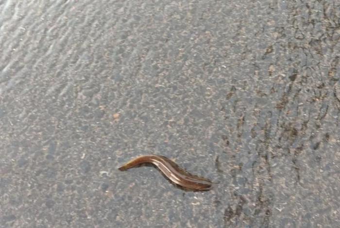 泥鳅生活视频;泥鳅游动的视频 泥鳅生活视频;泥鳅游动的视频