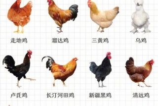 鸡的生活习性是什么，鸡的生活特点