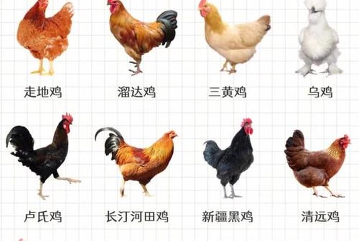 鸡的生活习性是什么,鸡的生活特点 鸡的生活习性是什么,鸡的生活特点