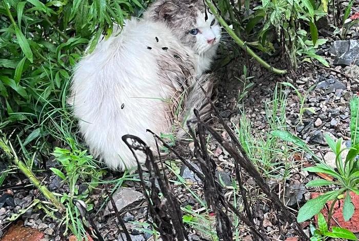 流浪猫的生活环境及特点、流浪猫的生活环境及特点介绍 流浪猫的生活环境及特点、流浪猫的生活环境及特点介绍