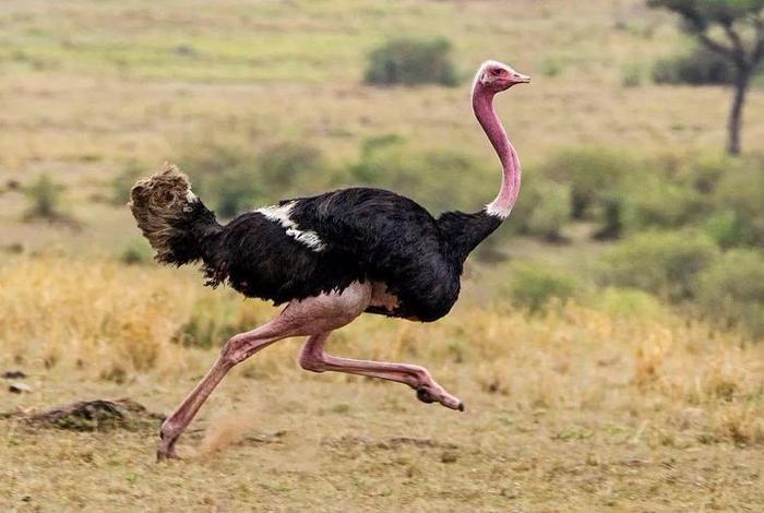 鸵鸟生活日常记录;鸵鸟生活日常记录图片 鸵鸟生活日常记录;鸵鸟生活日常记录图片