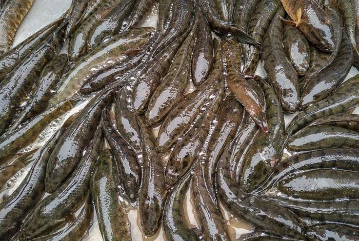 泥鳅生活在滩涂吗(泥鳅生活在滩涂吗为什么) 泥鳅生活在滩涂吗(泥鳅生活在滩涂吗为什么)