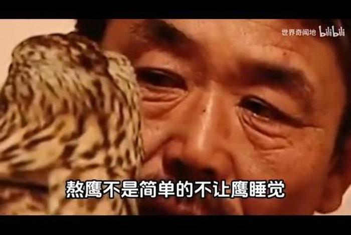 鹰的生活作息（鹰的作息规律）