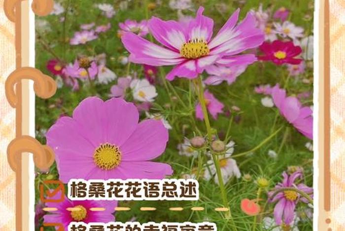 生活日常说说,格桑花（格桑花的花语说说）