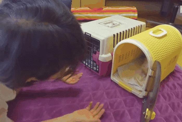 流浪猫的生活纪录片全集；流浪猫生活轨迹