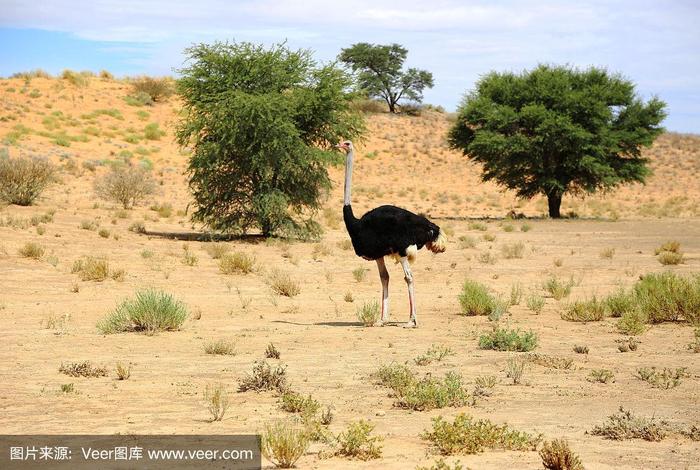 鸵鸟生活在什么样的地方（鸵鸟生活在什么样的地方呢）