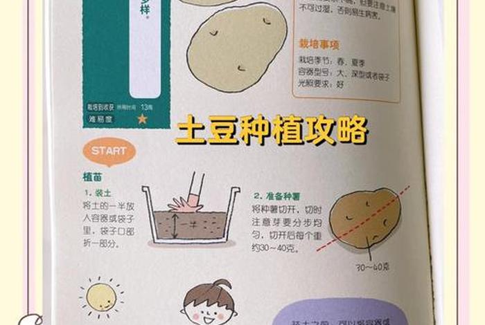 生活好帮手-土豆种树小妙招 - 种 土豆