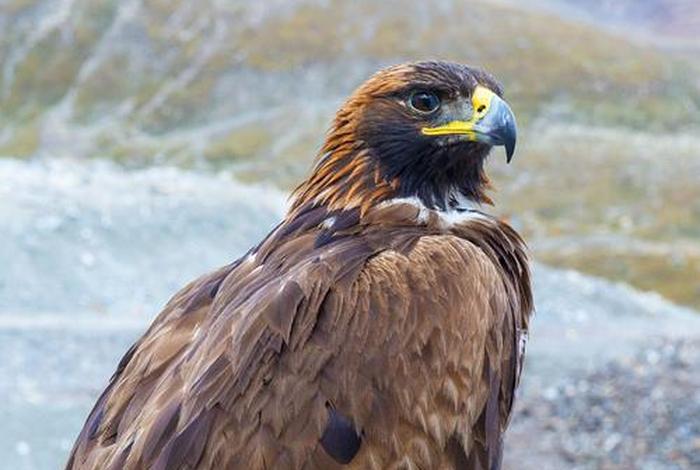 鹰的生活特征和特点、鹰的特征和生活环境 鹰的生活特征和特点、鹰的特征和生活环境
