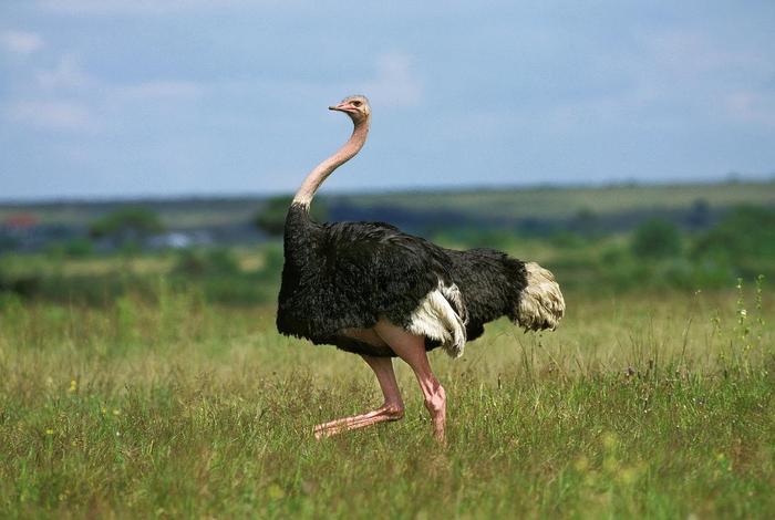 鸵鸟生活的环境有哪些，鸵鸟的生存环境及现状