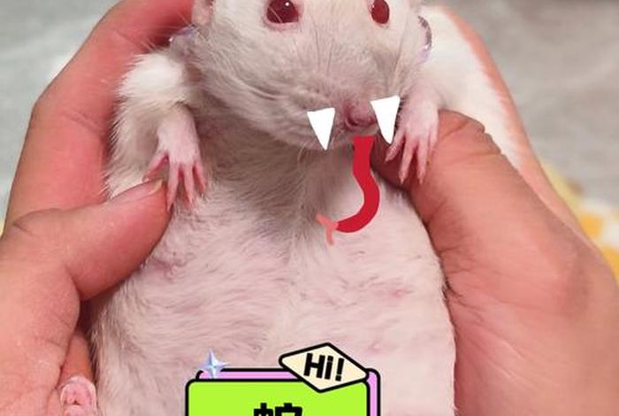 可以养家的生活技能有哪些 - 可以家养的动物是什么生肖