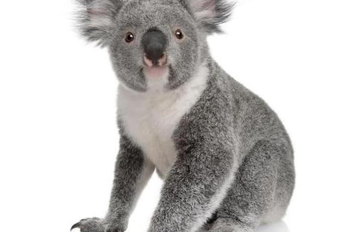 考拉生活在澳大利亚的哪里(考拉在澳大利亚的地位) 考拉生活在澳大利亚的哪里(考拉在澳大利亚的地位)