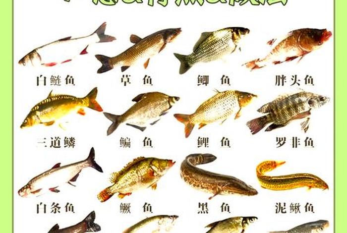 鱼的生活习性是什么(鱼的生活情况是什么样的) 鱼的生活习性是什么(鱼的生活情况是什么样的)