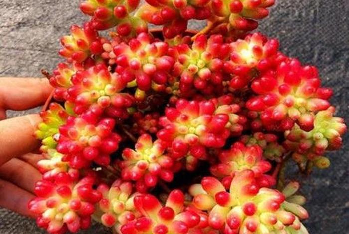 虹之玉锦生活方式、虹之玉锦为什么光落? 虹之玉锦生活方式、虹之玉锦为什么光落?