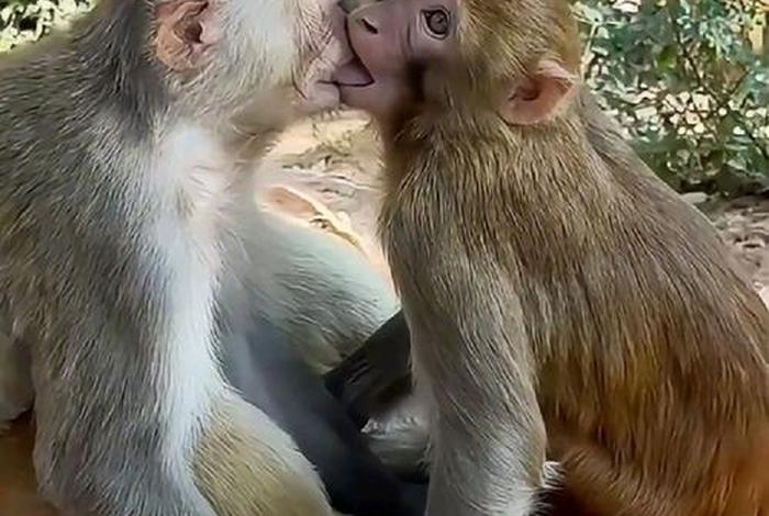 二人生猴子免费观看;二人生猴子免费观看完整版视频日本电影 二人生猴子免费观看;二人生猴子免费观看完整版视频日本电影